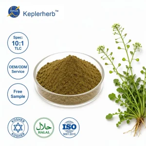 Natural Shepherds Purse Powder 10 1 Shepherdspurse Herb Powder