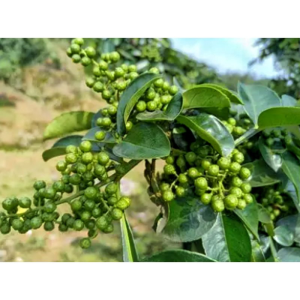 Natural Zanthoxylum Bungeanum Extract Pericarpium Zanthoxyli Extract