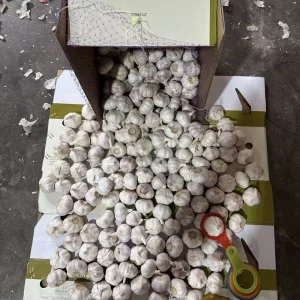 New Crop Chinese Fresh Garlic Red Normal Purple Pure White Garlic Ajo Alho Garlics Price for GAP