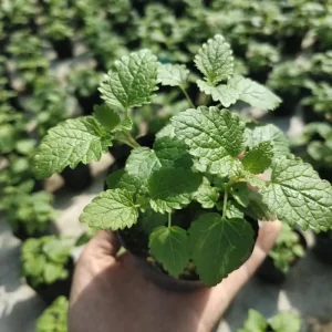 Ning Meng Xiang Feng Cao Lemon Balm Grass Herbal Plants Melissa Officinalis Health Foods Products for Diet Spices Lose Weight