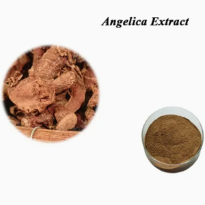 Nutrition Supplements Healthy Food Plant Extracts Angelica Extract