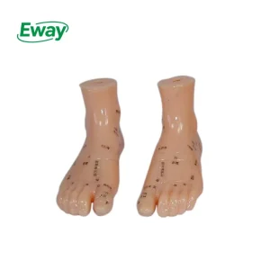 OEM Chinese Medicine Foot Acupuncture Model 12cm Body Science Point Reflexology Zone Model