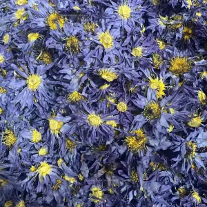 Organic Blue Lotus EU Standard Bulk 1kg Nymphaea Caerulea Water Lily Dried Flower Tea Smoking OEM Tea Bag Pouch Sachet