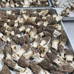 Organic Dried Morel Mushrooms From China Freeze Dried Premium Quality