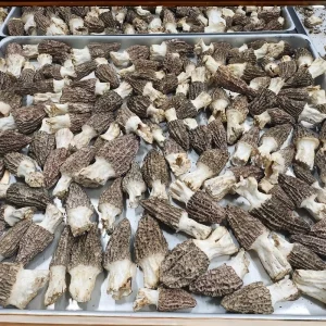 Organic Dried Morel Mushrooms (Morchella) USDA & EU Certified