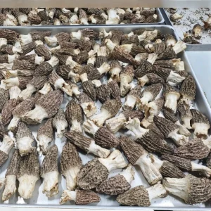 Organic Freeze Dried Morel Mushrooms Premium Grade Morchella Esculenta From China