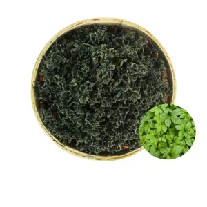 Organic Herbal Tea Gynostemma Pentaphyllum Jiaogulan for Lowering Blood Pressure