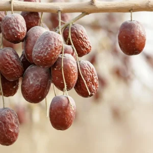 Organic Red Dates (Jujube), Natural, No Additives, EU, USDA & JAS Organic Certificates