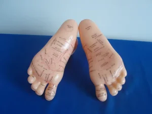 PVC Anatomical Foot Model Massage Acupuncture Functional Parts Chinese Medicine Apparatus Teaching Aid Medical Science