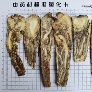 Premium Angelica Sinensis (Dang Gui) Dried Chinese Medicinal Herb