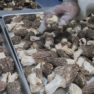 Premium Freeze Dried Morel Mushrooms Carefully Selected Full Natural Flavor