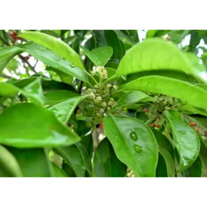 Premium Herbal Extract Ilex Pubescens Extract Pubescent Holly Root