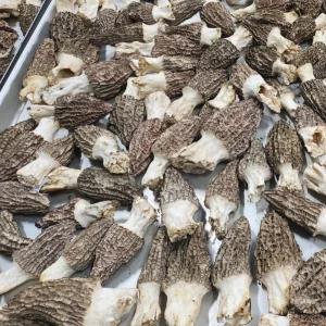 Premium Organic Dried Morel Mushrooms and Freeze Dried Morel From Xizang Plateau