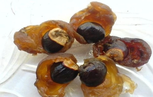 Premium Quality Crispy Longan Buy Dehydrated Dried Fruit Snack