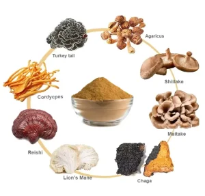 Private Label Top Quality Herbal Mushroom Extract Powder USDA Organic Lions Mane Reishi Cordyceps Chaga Turkey Tail