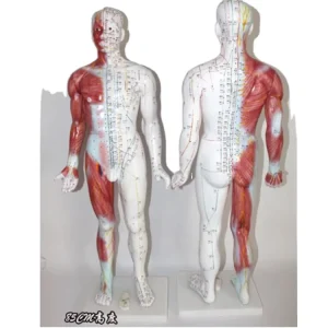 Professional 84cm Realistic Human Acupuncture Model Colored PVC Male Body 14 Meridians 361 Acupoints TCM Teaching Clinic Base