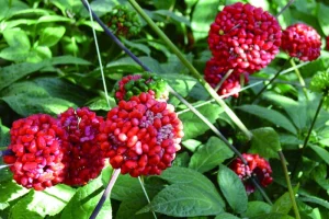 Promote Blood Circulation & Memory Pseudo Ginseng Panax Notoginseng Extract Notoginsenoside