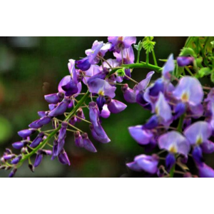 Pueraria Lobata Extract Powder