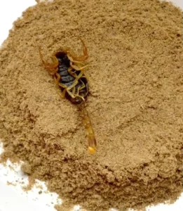 Pure Dried Grind Raw Scorpion Powder for Chinese Herb