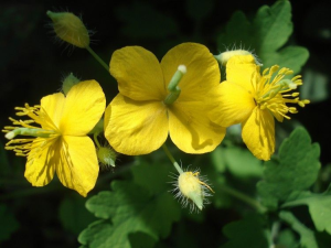 Pure Natural Celandine Extract Chelidonine Swallowwort Extract 90% Powder