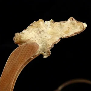 Pure Natural Raw Root Angelica Sinensis Dong Quai Traditional Herbal Remedy Lab Verified Bulk Supply