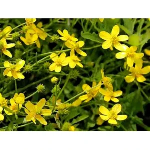 Ranunculus Ternatus Thunb. 3% Alkaliod Catclaw Buttercup Root Extract