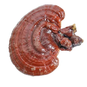 Reishi Natural Original Lingzhi Herbal Plant Wild Dried Ganoderma Lucidum