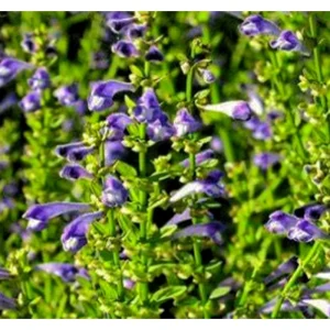 Scutellaria Baicalensis Extract Powder