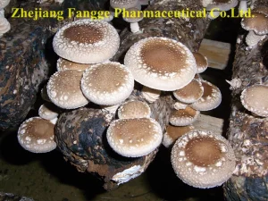 Shiitake Mushroom Polysaccharide 40%, Edible and Medicinal, GMP and HACCP Certified, Organic Planting Base