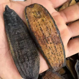 Shui zhi Chinese Herb Dried Natural Leeches Whitmania Pigra Body for Sale