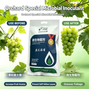 Slow Release Bio-stimulant Powder Microbial Agent Prevent Yellow Leaves Increase Grapes Fullness Rate