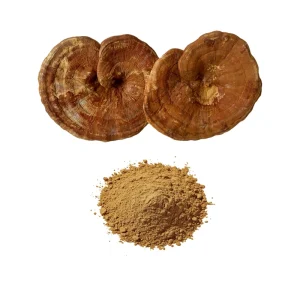 Solid Beverages Ganoderma Reishi Mushroom Extract Powder 50% Polysaccharides
