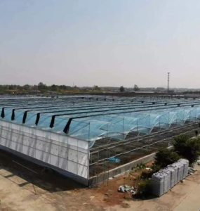 Steel Structure Plastic Agricultural Equipment Film Multi-Span Hydroponics System Greenhouse