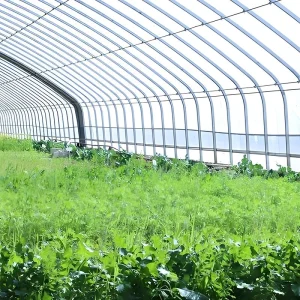 Steel Tube Tunnel Greenhouse with Wind Resistant Frame