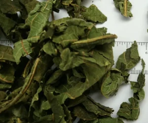 Supply High Quality Dried Chinese Herbal Agricultural Fig Leaves Ready to Eat Room Temperature Storage