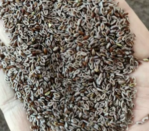 Supply of High quality Agricultural Products Chinese Herbal Tea Sachet Raw Materials Psyllium Husk
