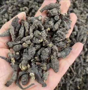 Tian Kui Zi High Quality Chinese Medicinal Materials Muskroot Like Semiaquilegia Root