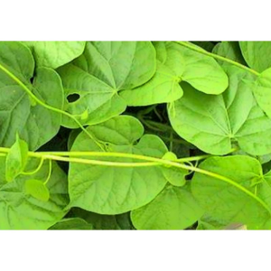Tinospora Cordifolia Extract Powder Giloy Extract Traditional Chinese Herbal Medicine