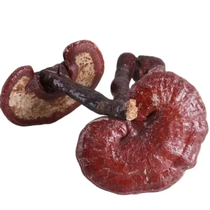 Traditional Chinese Bitter Red Lingzhi Mushrooms Red Ganoderma Lucidum