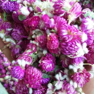 Traditional Chinese Herb GOMPHRENAE GLOBOSAE FLOS Thousand Day Red 1kg Ready to Eat From Jiangsu
