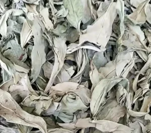 Traditional Chinese Herb Herbal Tea Dragons Tongue Leaf From Guangxi Edible Agricultural Product Ready-to-Eat 1kg Pack