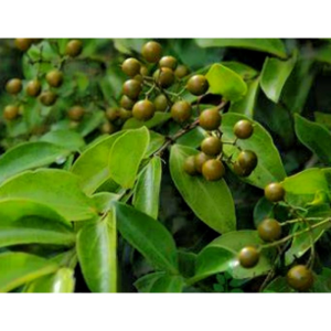 Traditional Chinese Herbal Medicine Strychnos Nux Vomica Ma Qian Zi and Strychnos Nux Vomica Extract Powder