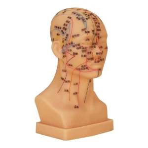 Traditional Chinese Medicine Acupuncture Manikin Internal Acupoints External Extraordinary Points Head & Face Meridians