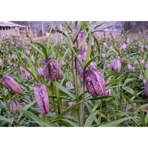 Traditional Chinese Medicine High Quality Natural Fritillaria Cirrhosa Extract
