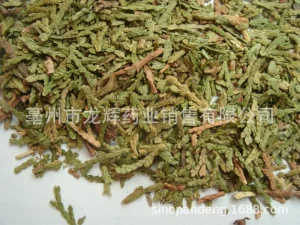 Traditional Chinese Platycladi Leaves Flower Tea