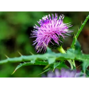 Traditional Factory Supply Daji Traditional Herb Medicine