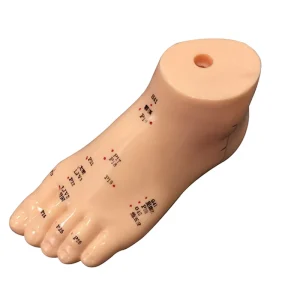 Trending Now Foot Acupuncture Model Human Feet Reflexology Acupuncture Point Massage Model Teaching Aids Lab School Supplies