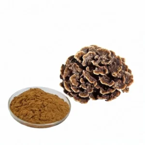 Turkey Tail Mushroom Extract Powder Turkey Tail Mushroom Powder Turkey Tail Mushroom Extract
