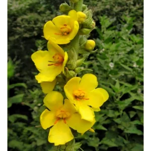 Verbascum Thapsus Extract Mullein Extract