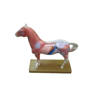 Veterinary Traditional Chinese Medicine Acupuncture Training Model 114 Acupoints Horse Anatomy Teaching Tool for Veterinarians